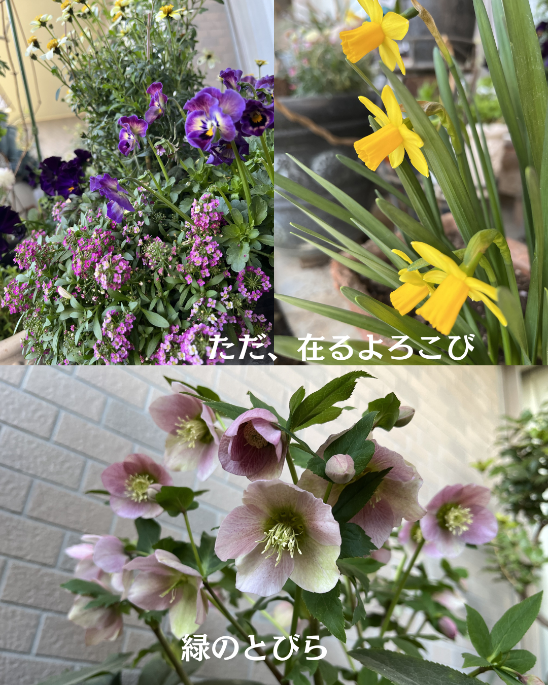 #緑のとびら #アロマテラピースクール #アロマライフコーチング #RosyPath #プランツカウンセリングヒーラー #ローズセラピー #ローズヒーリングセッション #ボタニカルカウンセリング #オンラインレッスン #魔法の庭 #植物のある暮らし #無農薬薔薇 #薔薇 #メディカルハーブ #アロマ #愛と癒し #心穏やか #香りのある暮らし #芸術のある暮らし #美しさに囲まれて #リラックス #癒しの時間 #ハーブ #ベランダガーデニング