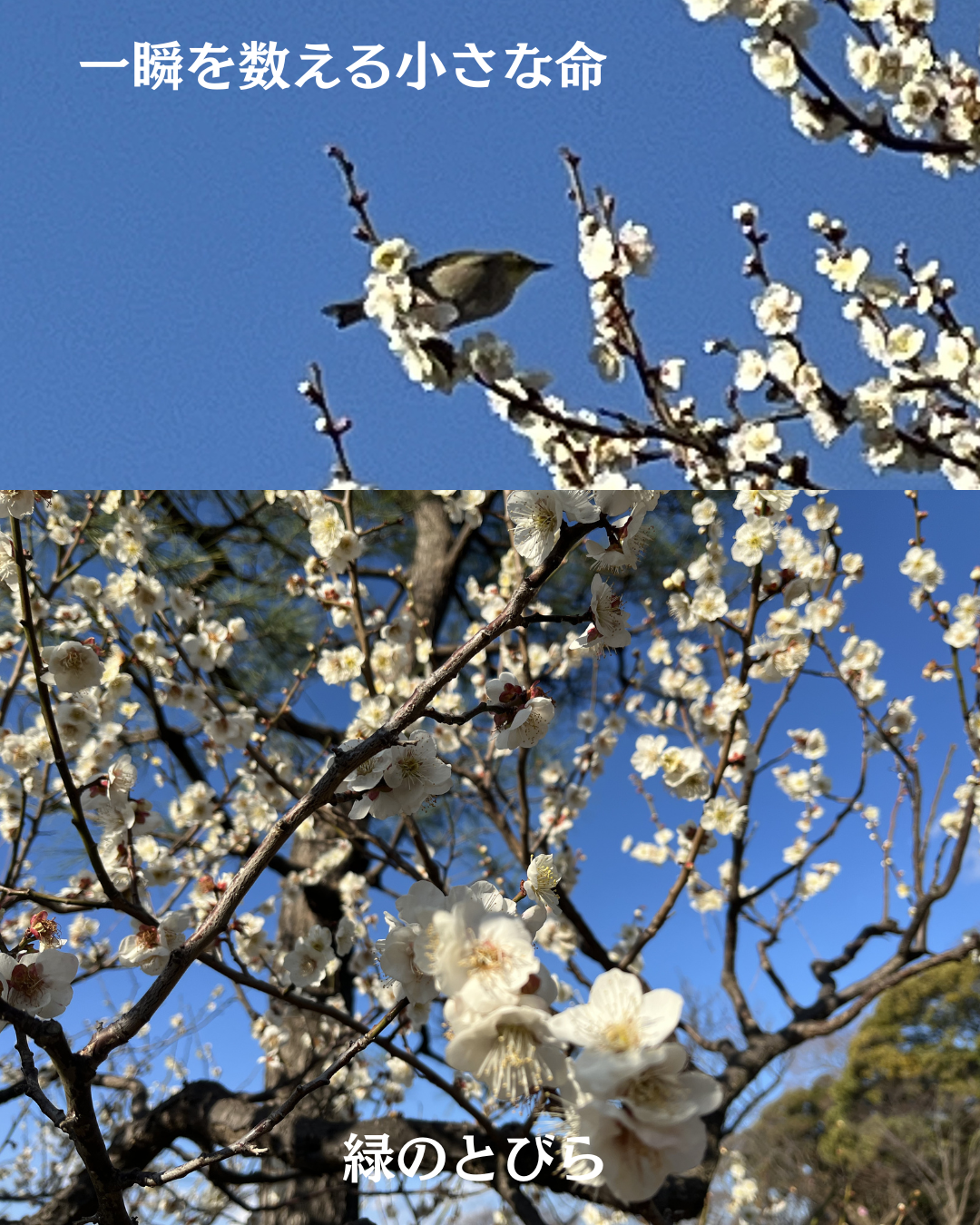 #緑のとびら #アロマテラピースクール #アロマライフコーチング #RosyPath #プランツカウンセリングヒーラー #ローズセラピー #ローズヒーリングセッション #ボタニカルカウンセリング #オンラインレッスン #魔法の庭 #植物のある暮らし #無農薬薔薇 #薔薇 #メディカルハーブ #アロマ #愛と癒し #心穏やか #香りのある暮らし #芸術のある暮らし #美しさに囲まれて #リラックス #癒しの時間 #ハーブ #ベランダガーデニング