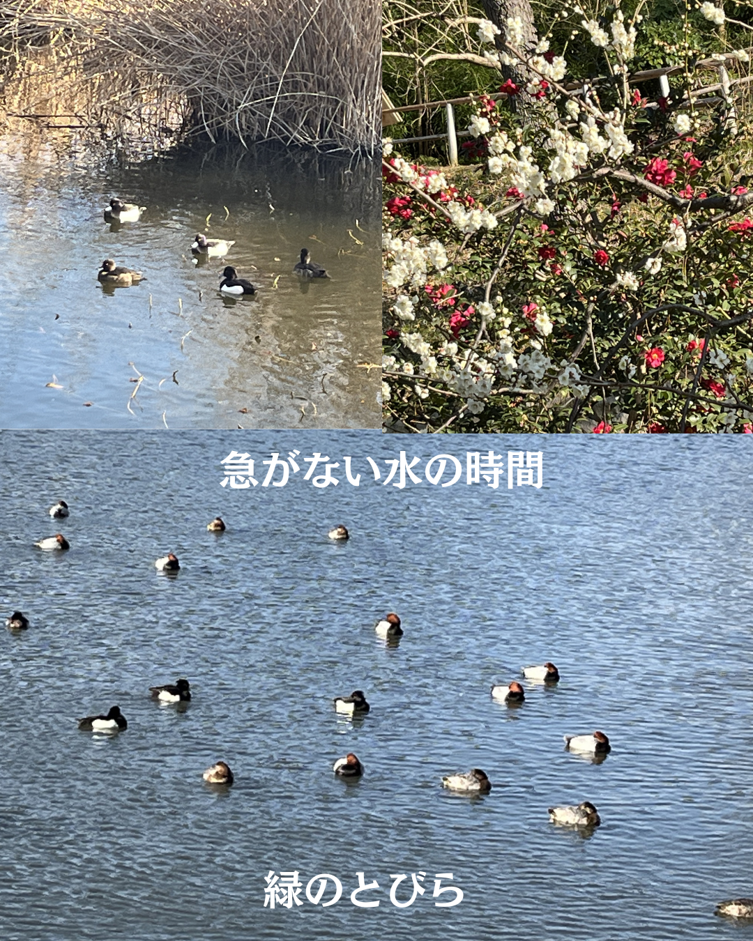 #緑のとびら #アロマテラピースクール #アロマライフコーチング #RosyPath #プランツカウンセリングヒーラー #ローズセラピー #ローズヒーリングセッション #ボタニカルカウンセリング #オンラインレッスン #魔法の庭 #植物のある暮らし #無農薬薔薇 #薔薇 #メディカルハーブ #アロマ #愛と癒し #心穏やか #香りのある暮らし #芸術のある暮らし #美しさに囲まれて #リラックス #癒しの時間 #ハーブ #ベランダガーデニング