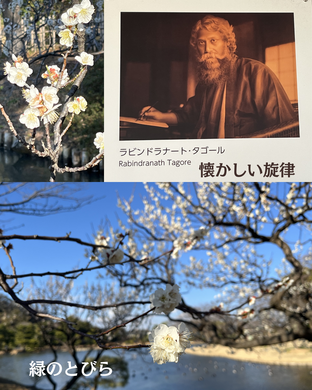 #緑のとびら #アロマテラピースクール #アロマライフコーチング #RosyPath #プランツカウンセリングヒーラー #ローズセラピー #ローズヒーリングセッション #ボタニカルカウンセリング #オンラインレッスン #魔法の庭 #植物のある暮らし #無農薬薔薇 #薔薇 #メディカルハーブ #アロマ #愛と癒し #心穏やか #香りのある暮らし #芸術のある暮らし #美しさに囲まれて #リラックス #癒しの時間 #ハーブ #ベランダガーデニング