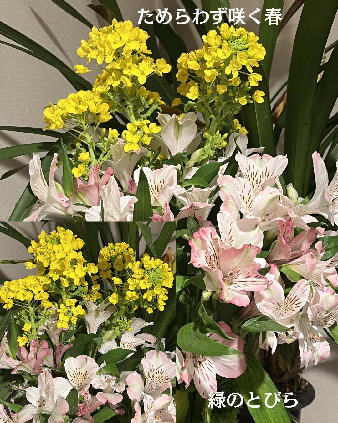 #緑のとびら #アロマテラピースクール #アロマライフコーチング #RosyPath #プランツカウンセリングヒーラー #ローズセラピー #ローズヒーリングセッション #ボタニカルカウンセリング #オンラインレッスン #魔法の庭 #植物のある暮らし #無農薬薔薇 #薔薇 #メディカルハーブ #アロマ #愛と癒し #心穏やか #香りのある暮らし #芸術のある暮らし #美しさに囲まれて #リラックス #癒しの時間 #ハーブ #ベランダガーデニング