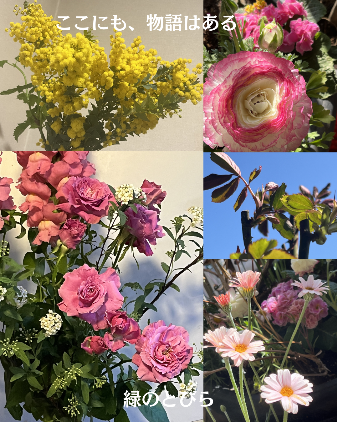 #緑のとびら #アロマテラピースクール #アロマライフコーチング #RosyPath #プランツカウンセリングヒーラー #ローズセラピー #ローズヒーリングセッション #ボタニカルカウンセリング #オンラインレッスン #魔法の庭 #植物のある暮らし #無農薬薔薇 #薔薇 #メディカルハーブ #アロマ #愛と癒し #心穏やか #香りのある暮らし #芸術のある暮らし #美しさに囲まれて #リラックス #癒しの時間 #ハーブ #ベランダガーデニング